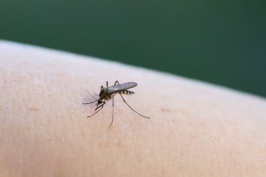 Mosquito on human skin showing its details. photo