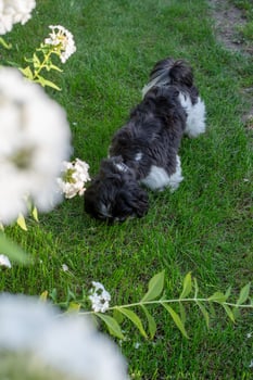 Black and White Shih Tzu Dog on Grass in Summer photo