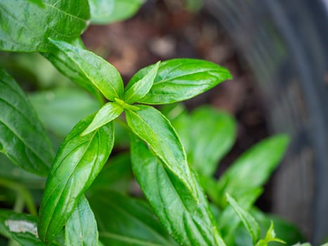 Close-up of Andrographis paniculata plant. Space for text. Herbal, medicine, and healthcare concept photo
