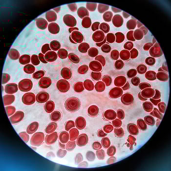Microscopic Marvels Red Blood Cells Under the Microscope photo