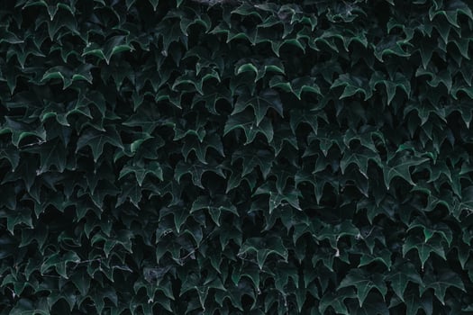 green ivy leaves close up. texture and background for designers. photo