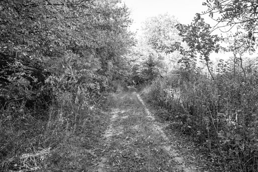 Photography on theme beautiful footpath in wild foliage woodland photo