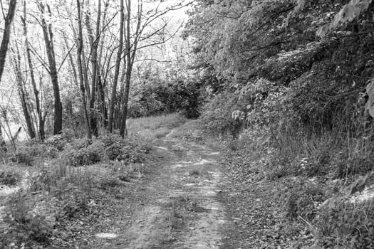 Photography on theme beautiful footpath in wild foliage woodland photo