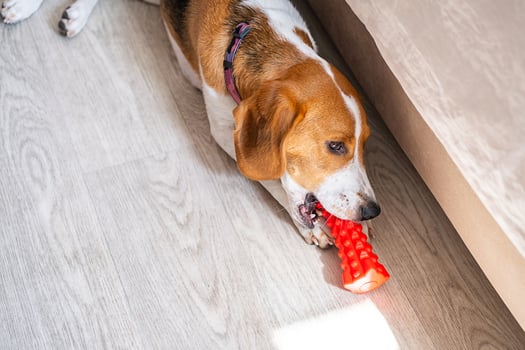 Dog chewing toy on wooden floor at home. photo