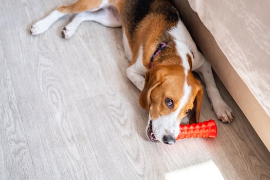 Dog chewing toy on wooden floor at home. photo