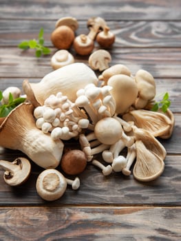 Assortment of various mushrooms photo