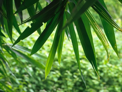 Green bamboo leaves in shady garden for rainy season nature background photo