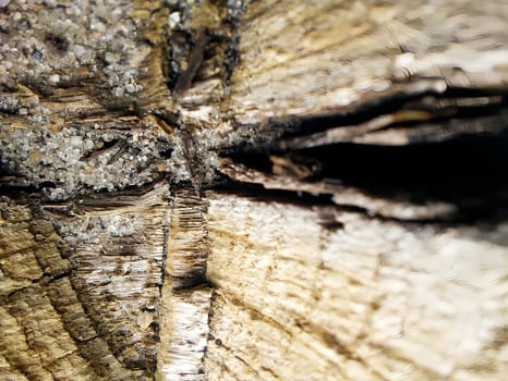 Close-up of wood texture with small pebbles. Old chopped log. Blurred background in daylight. Natural and rustic design for wallpaper, print, and interior photo