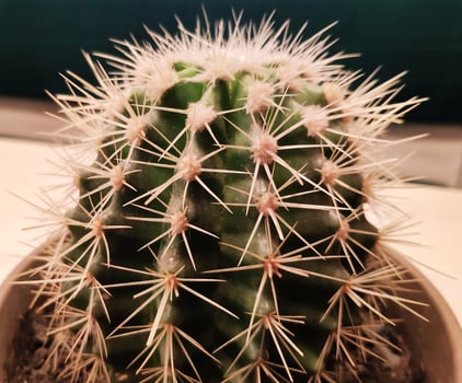 Cactus plant background photo