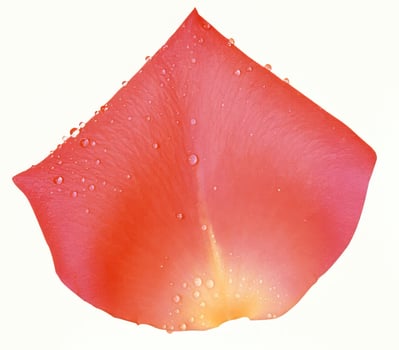 Flowers petal shape isolated over solid background, flowers elements clipart photo