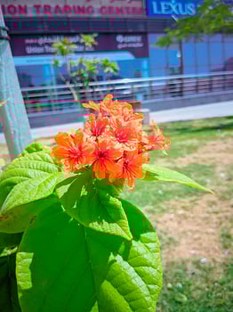 A close up of orange flowers photo