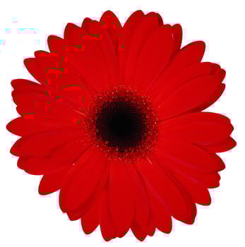 Flower shape isolated over solid background. Flower close view clipart photo