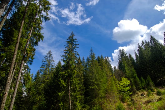 Forest in the mountains photo