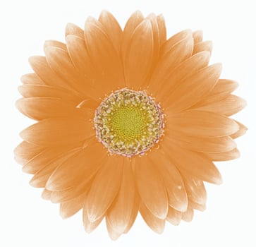 Flower shape isolated over solid background. Flower close view clipart template photo
