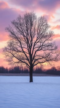 A solitary tree against a colorful sunset over a snowy field photo