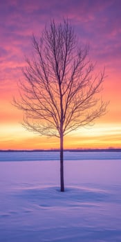 A solitary tree silhouetted against a vibrant winter sunset photo