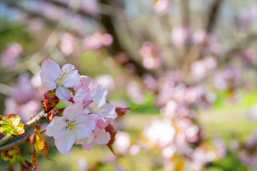 Spring cherry blossom. Beautiful pink floral background. photo