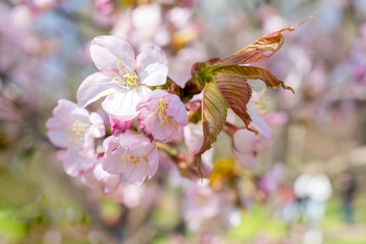 Spring cherry blossom. Beautiful pink floral background. photo