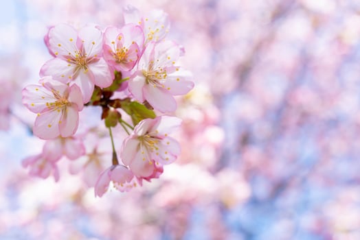 Spring cherry blossom. Beautiful pink floral background. photo
