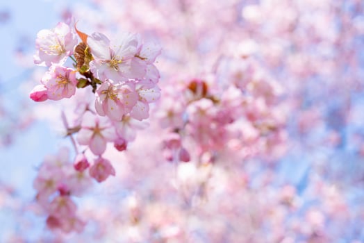 Spring cherry blossom. Beautiful pink floral background. photo