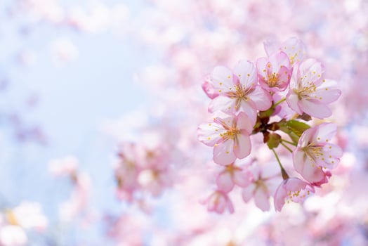 Spring cherry blossom. Beautiful pink floral background. photo