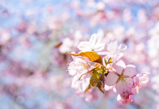 Spring cherry blossom. Beautiful pink floral background. photo