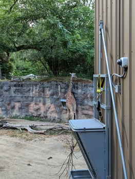 Reticulated giraffe or Giraffa camelopardalis reticulata in Latin at the Portland Zoo, USA photo