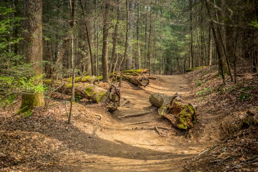 Fallen trees on the trail photo