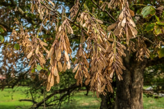 Maple seedlings helicopters photo