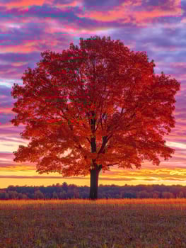Vibrant red tree at sunset in a serene autumn landscape photo