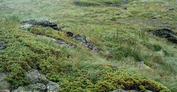 alpine meadow vegetation among stones close-up photo