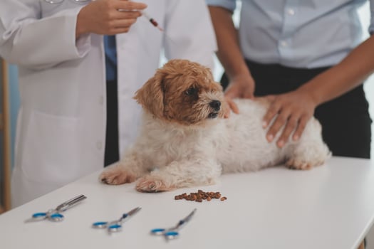 Veterinary doctor and assistant working together examining dog on table in veterinary clinic Pet health care and medical concept. Close-up. photo