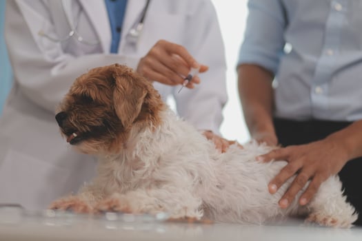 Veterinary doctor and assistant working together examining dog on table in veterinary clinic Pet health care and medical concept. Close-up. photo