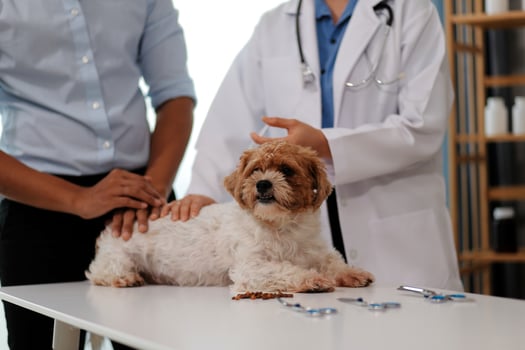 Veterinary doctor and assistant working together examining dog on table in veterinary clinic Pet health care and medical concept. Close-up. photo