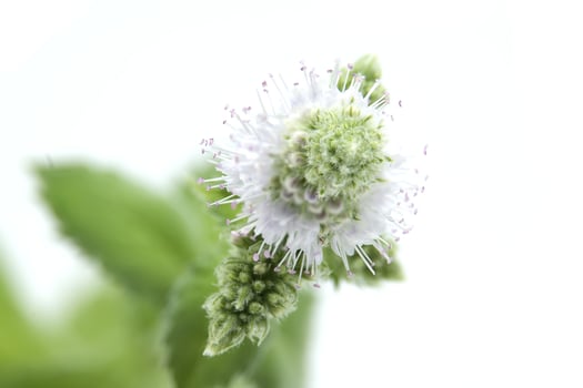 Close-up of fresh spearmint leaves or common mint, isolated on a white background photo