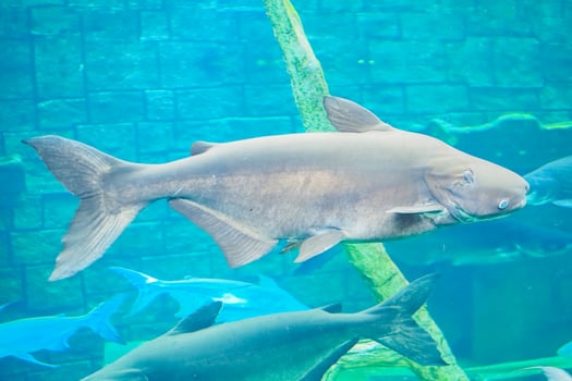 Underwater View of Large Fish Swimming in Aquarium with Blue Water and Natural Habitat Background photo