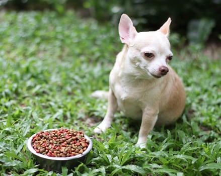 Sad or sick Chihuahua dog get bored of food. Chihuahua dog sitting on green grass by the bowl of dog food and ignoring it. Pet's health and behavior concept. photo