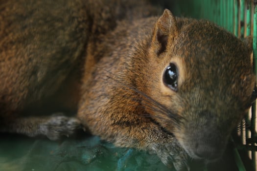 fat adult squirrel lying down with cute eyes photo