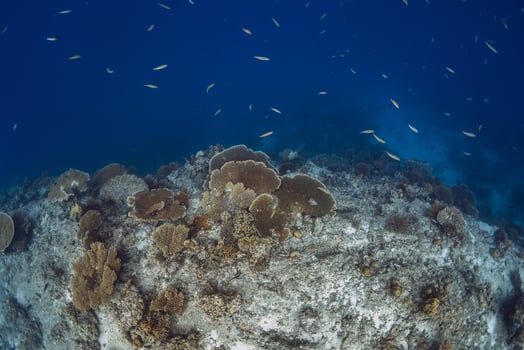 Amazing reef with fish underwater in blue ocean photo