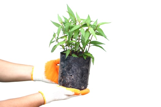 Close up gardener hand hold black seedling bag of young Vietnamest mint plants. Concept, agriculture growing and breeding herbal plants that have medicinal qualification for seasoning food. photo