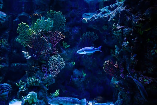 A tropical fish in the aquarium. Dark back photo