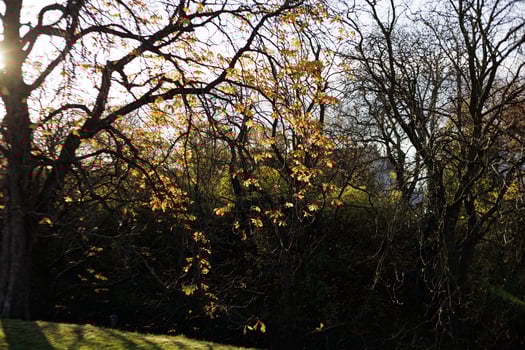 Sunlit autumn leaves glow through trees in Vysehrad in Prague photo