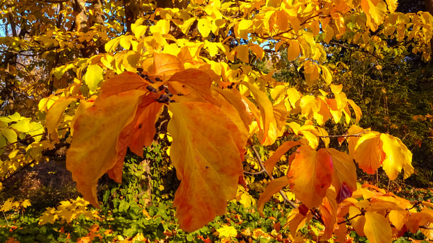 In autumn, beautiful yellow leaves on a tree branch and on ivy on the ground, slider shot photo