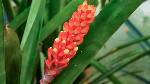 Red-yellow inflorescence of a tropical plant Aechmea sp. in the collection of the botanical garden photo