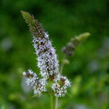 Mint flowers on a green background photo