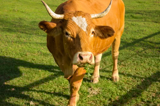 cow resting on a pasture, with blue sky and white clouds in the background photo