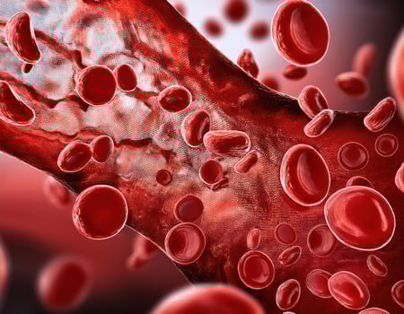 Crimson Caravan A Journey Through the Arteries photo