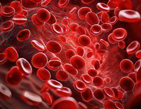 Crimson Caravan A Journey Through the Arteries photo