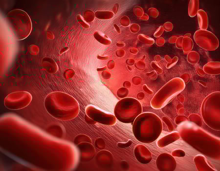 Crimson Caravan A Journey Through the Arteries photo
