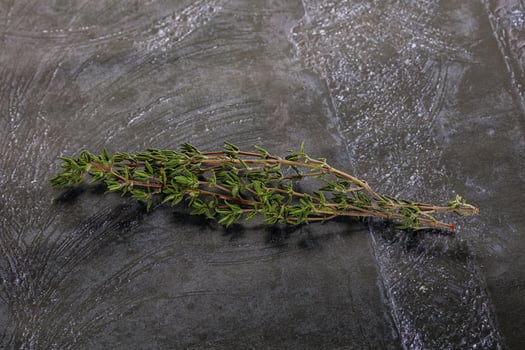 Thyme - aromatic seasoning herbal plant photo